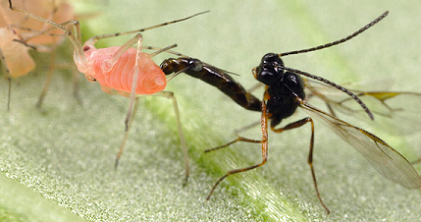 حشرات مفید: با کمک زنبور انگل با آفات مقابله کنید