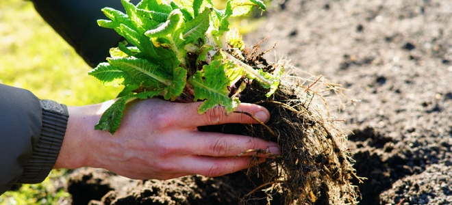 علائم شوکه شدن گیاه در اثر جابه‌جایی 