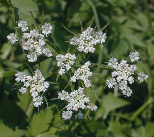 پرورش سبزیجات: کرفس پس از گلدهی قابل مصرف است؟ 