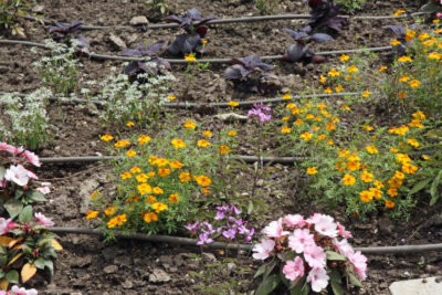 مشکلات آبیاری قطره ای و روشهای برطرف کردن آنها