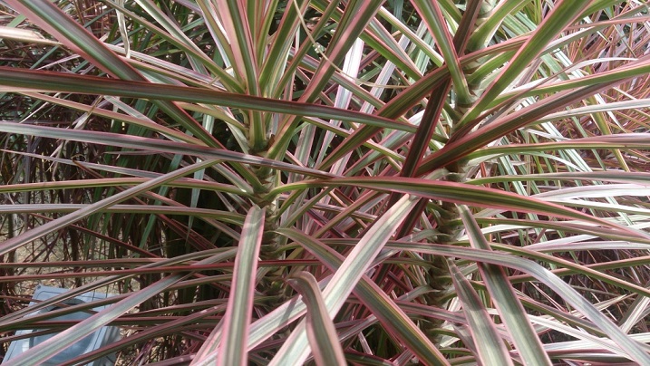 نکات مهم در مراقبت از گیاه دراسینا پرچمی