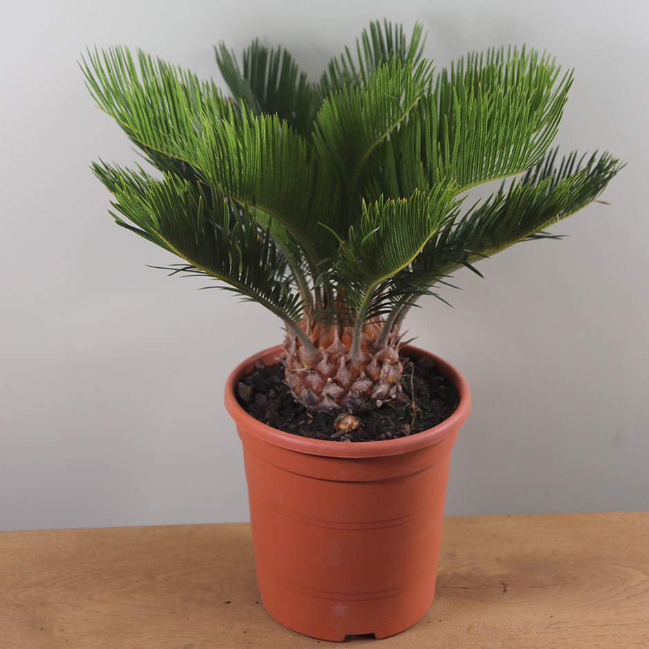 دلایل زرد شدن برگهای سیکاس 