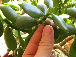 زرد شدن کراسولا خرفه ای