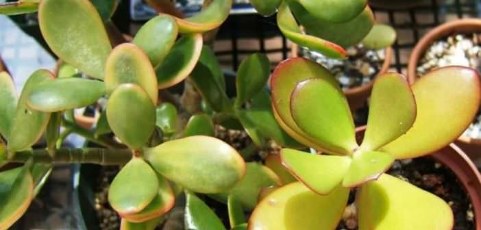 دلایل زرد شدن برگهای گیاه کراسولا خرفه ای