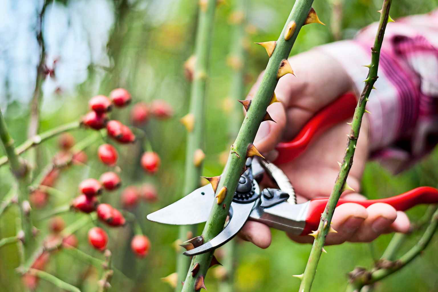 چگونه از گل های رز در فصل پاییز نگهداری کنیم ؟