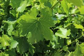 علت میوه ندادن درخت انگور