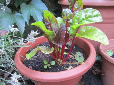 پرورش سبزیچات: چگونه چغندر در گلدان بکاریم 