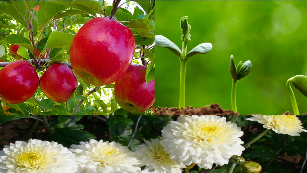 نقش هورمون سیتوکنین در گیاه