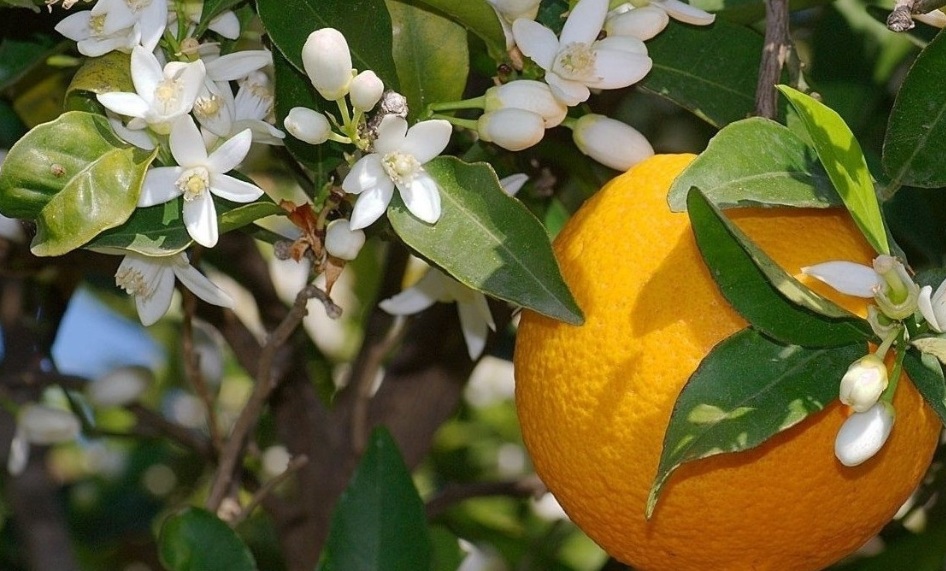 زمان به گل رفتن  مرکبات و کود دهی مناسب جهت جلوگیری از ریزش گل ها