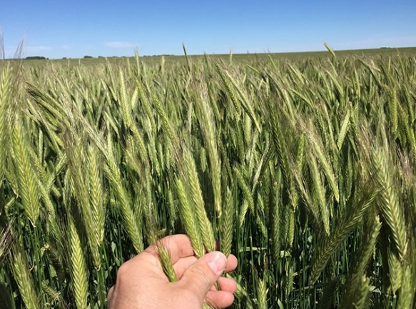 اصلاح گیاهلن به روش هیبریداسیون