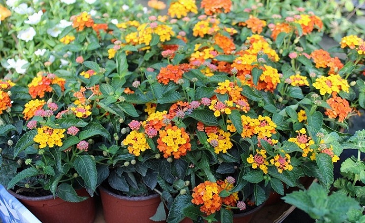 مراقبت از گیاه شاهپسند گلدانی در زمستان 