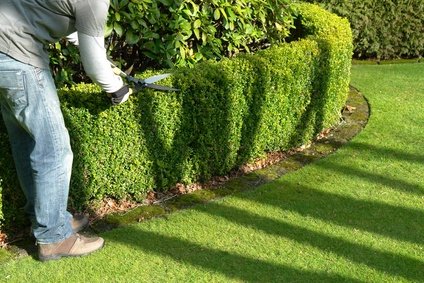 انواع پرچین سبز  و نحوه ی هرس آنها