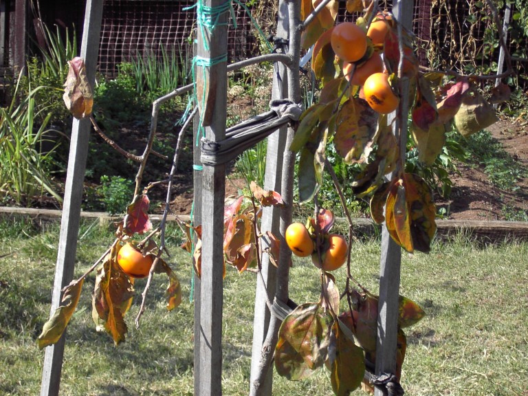  چرا برگ های درخت خرمالو زرد یا ریزش پیدا می کنند؟