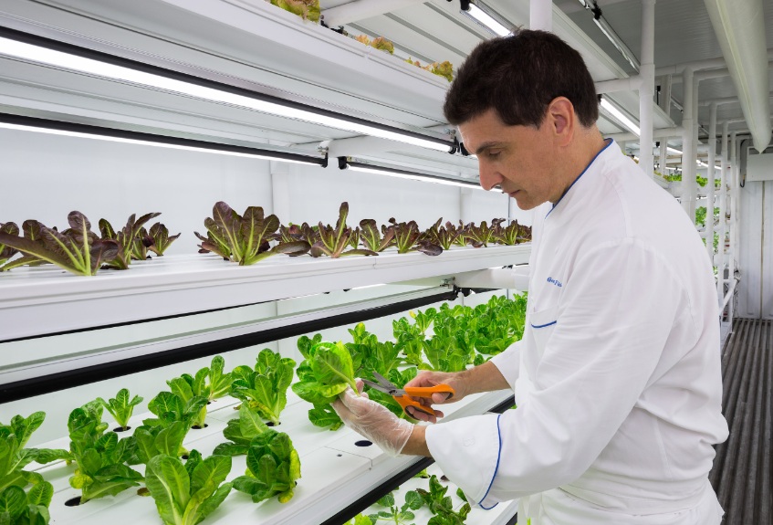 مزایا و معایب کشت گیاهان به روش هیدروپونیک