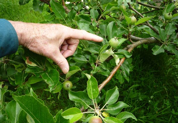 تنک کردن درختان میوه موجب تولید میوه های بزرگ تر و با کیفیت می شود .