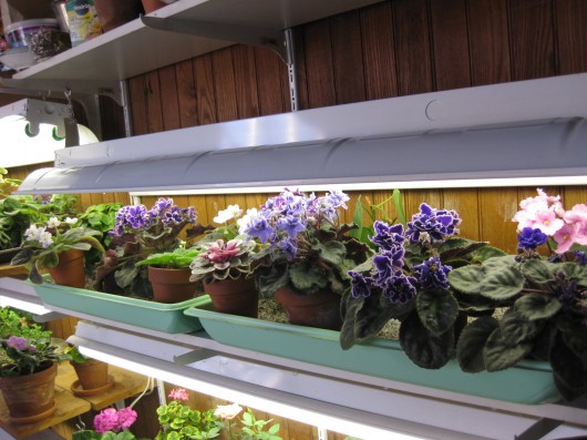 تاثیر نور مصنوعی بر رشد گیاه بنفشه آفریقایی