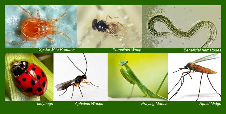 استفاده از حشرات مفید برای مقابله با شته