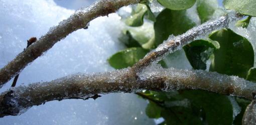 عواملی که باعث حفاظت زمستانه گیاهان می شوند 