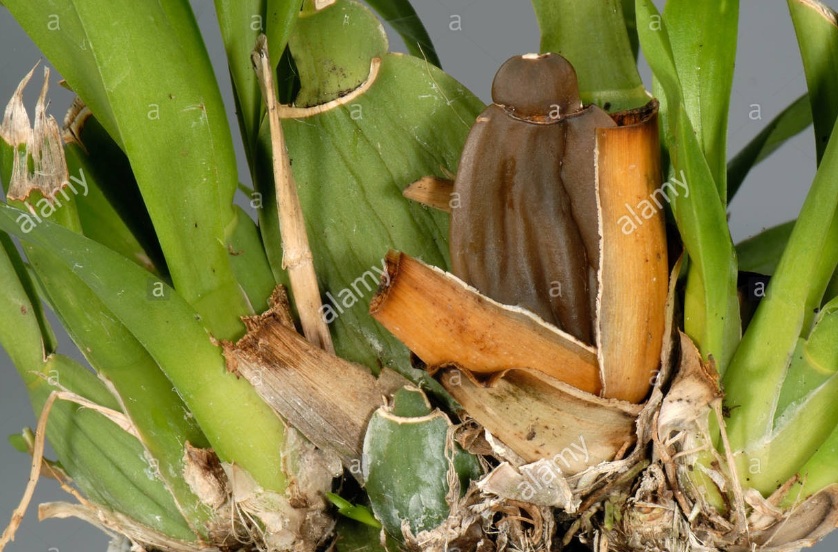 شناخت  بیماری پوسیدگی ساقه گیاهان زینتی