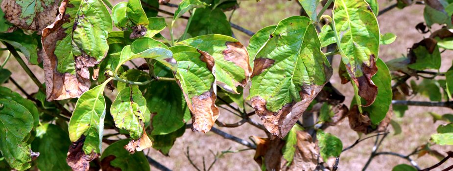 اثرات تنش خشکی بر گیاهان