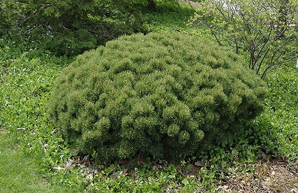 نکات مهم در مراقبت و نگهداری از کاج مشهدی (موگو) 