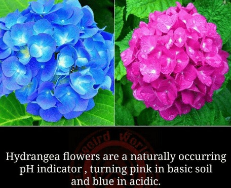 تغییر رنگ گل هورتانسیا