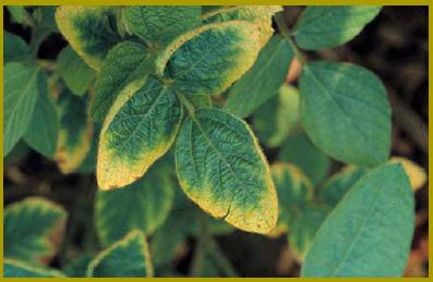 tomato plant with magnesium deficiency