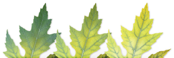 کمبود مواد مغذی خاک و زرد شدن برگها 