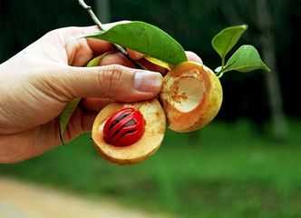 آشنایی با گیاه دارویی جوز هندی و خواص آن
