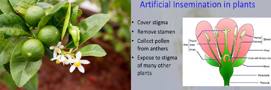 لقاح مصنوعی در درختان میوه