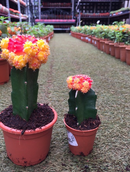 چگونه کاکتوس رنگی پرورش دهیم؟