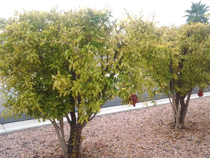 کاشت و پرورش انار: دلایل میوه ندادن درخت انار چیست 