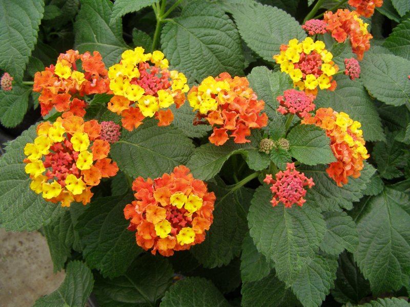 نکات مهم در نگهداری و پرورش شاهپسند درختی 