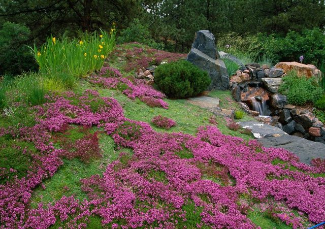 عوامل موثر در انتخاب گیاهان پوششی برای مناطق مختلف 