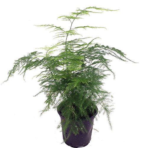 نکات مهم در مراقبت از گیاه مارچوبه سرخسی یا گردی 