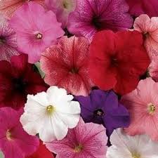 چگونه بذر گل اطلسی را جمع آوری کنیم؟ 