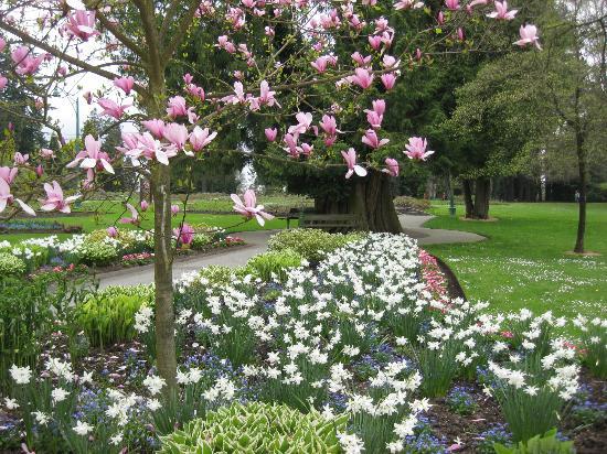 معرفی گیاهانی که در زمستان جلوه دارند