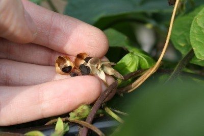 جمع آوری بذر گل نیلوفر چگونه است؟ 