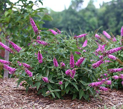 تکثیر و ازدیاد گیاه دم موشی از طریق قلمه 