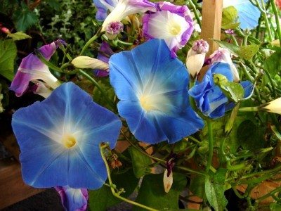 نکات مهم در کاشت و پرورش گل نیلوفر 