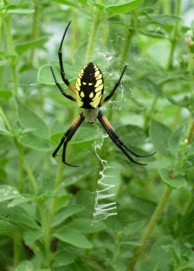 برای نابودی آفتها، از عنکبوتها استقبال کنید 