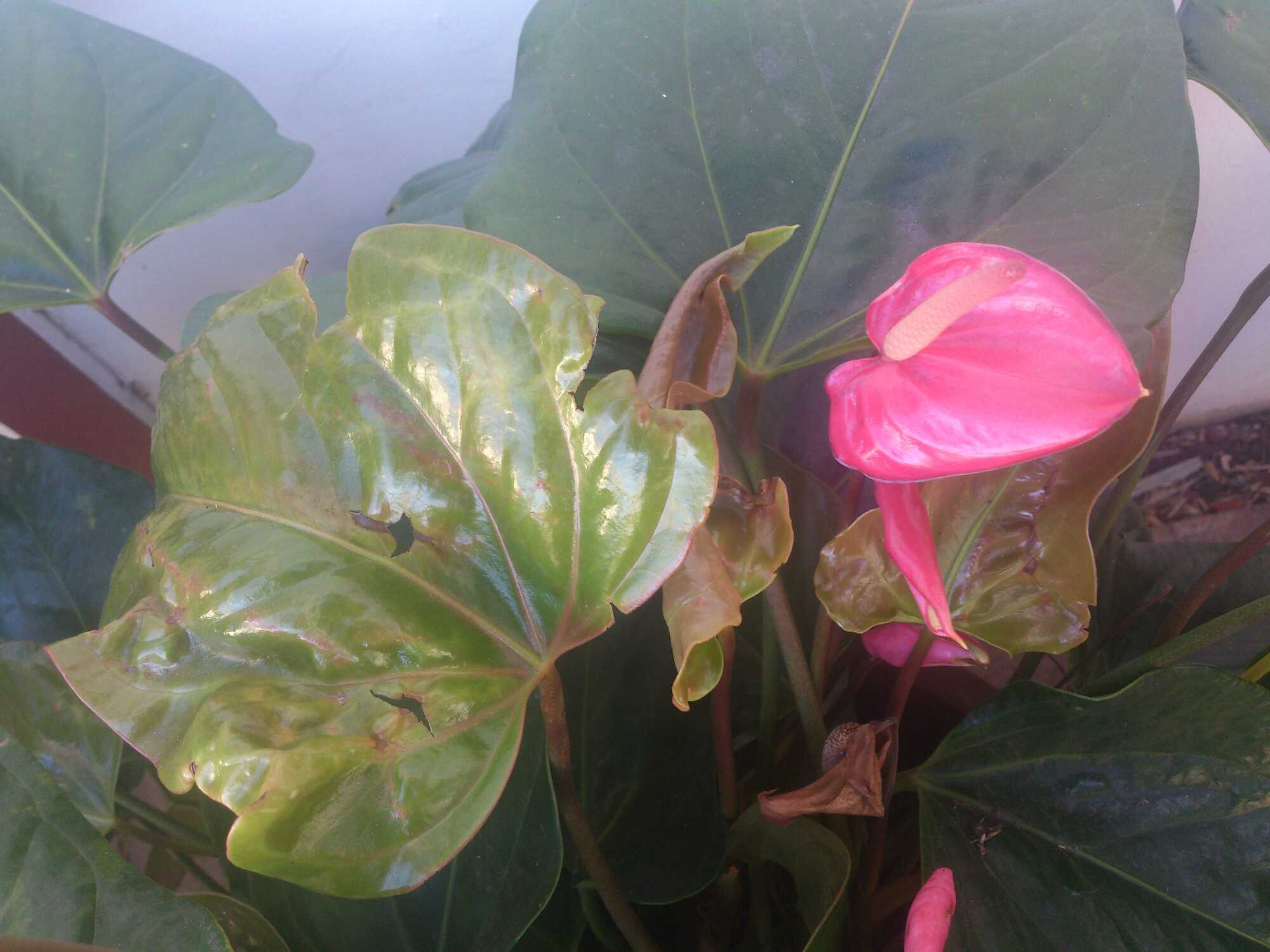 بیماری های گیاه آنتوریوم و نحوه ی درمان