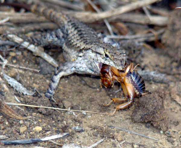 جانوران مفید: چرا مارمولکهای باغچه مفید هستند