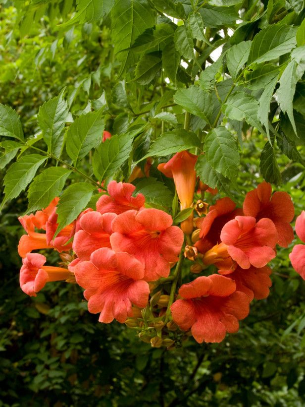 گیاهان مقاوم به گرما: تکثیر بوته پیچ اناری با قلمه چگونه است؟ 