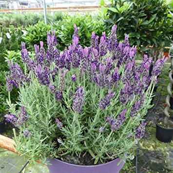 مراقبت از گیاه اسطخودوس