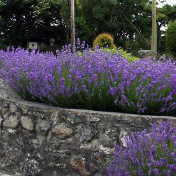 کاشت و مراقبت از گیاه اسطخودوس برای زیبا سازی باغچه و فضای سبز