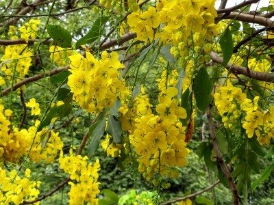طراحی فضای سبز: کاشت و مراقبت از درخت سنا (کاسیا) چگونه است؟ 