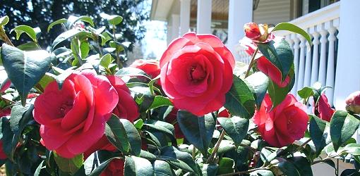 شرایط پرورش و مراقبت از درخت کاملیا 