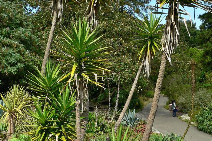 علت گل ندادن گیاه یوکا چیست؟ 