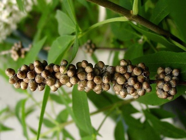 Blue Puffball Vitex Plant